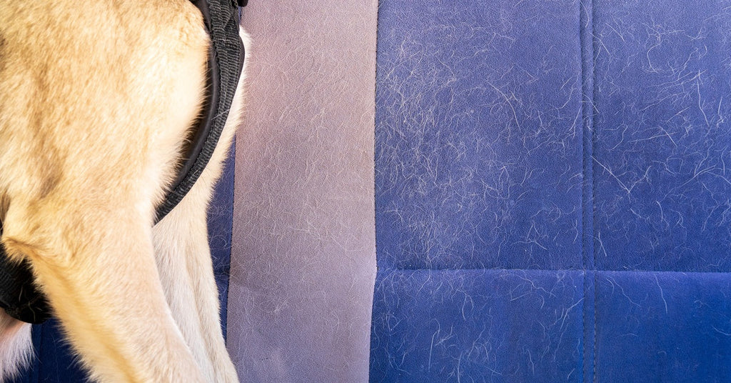 How To Remove Pet Hair From Your Car Using the Right Tools